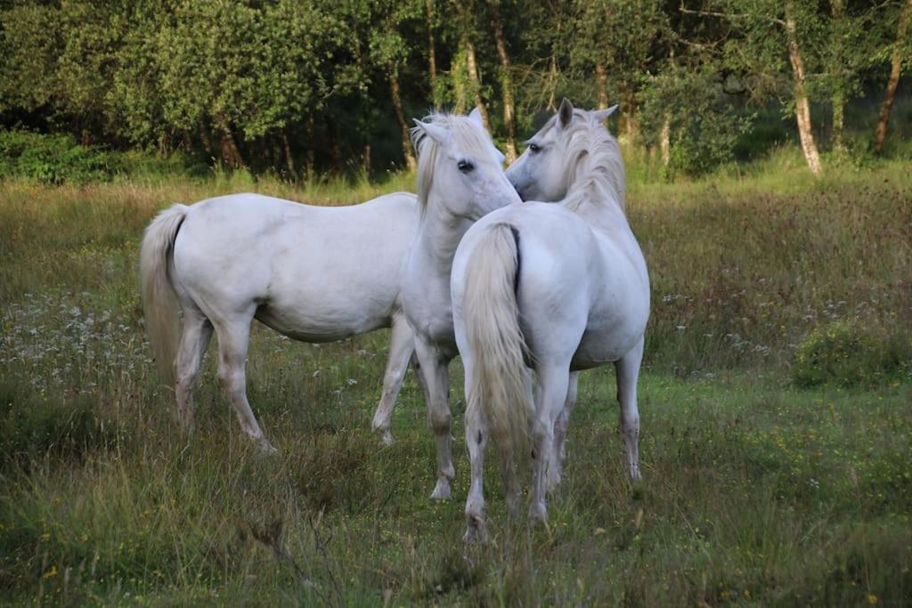 La Petite Bretonne Villa Plounerin Luaran gambar